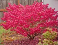 Burning bush.webp